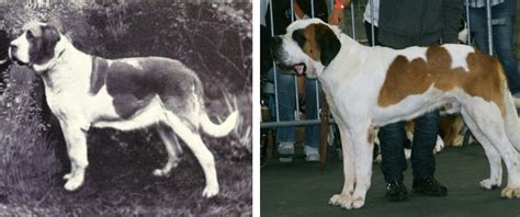 put chanel on a saint bernard|st bernard before and after.